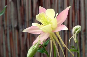 Heavenly Giant Peach Columbine - Aquilegia vulgaris